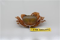 藏品(黃灰澤蟹)的圖片